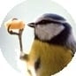 Will Fly For Cheese