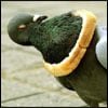 PelicanHazard