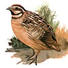 coturnix