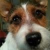 Bozdog