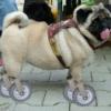 Rollmops